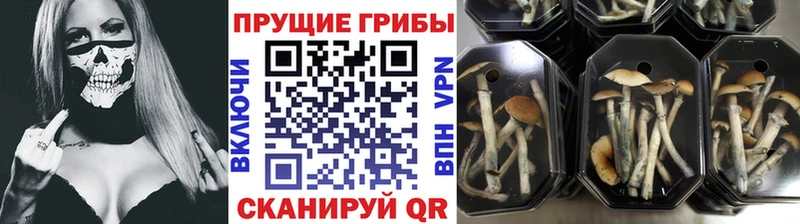 Псилоцибиновые грибы мицелий  купить наркотики сайты  KRAKEN tor  Беломорск 